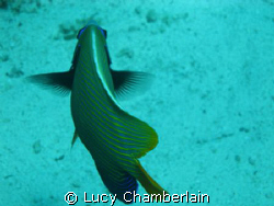 Emperor Angel Fish, Egypt 2008 by Lucy Chamberlain 